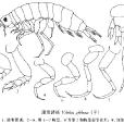 隆背路戎 隆背路戎