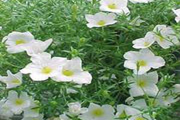 Nierembergia scoparia \x27Mont Blanc\x27 Nierembergia scoparia \x27Mont Blanc\x27
