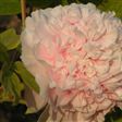 藍田玉牡丹 藍田玉牡丹