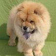 小型松獅犬 小型松獅犬