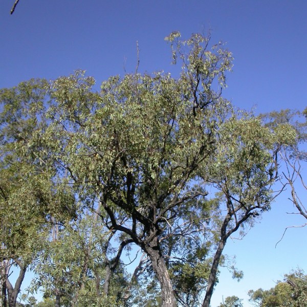 Eucalyptus quadricostata