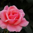 頑皮豹(薔薇屬月季栽培品種) 頑皮豹(薔薇屬月季栽培品種)