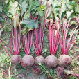 甜根菜(beetroot) 甜根菜(beetroot)