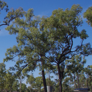 Eucalyptus quadricostata