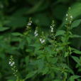 鬼香油 鬼香油