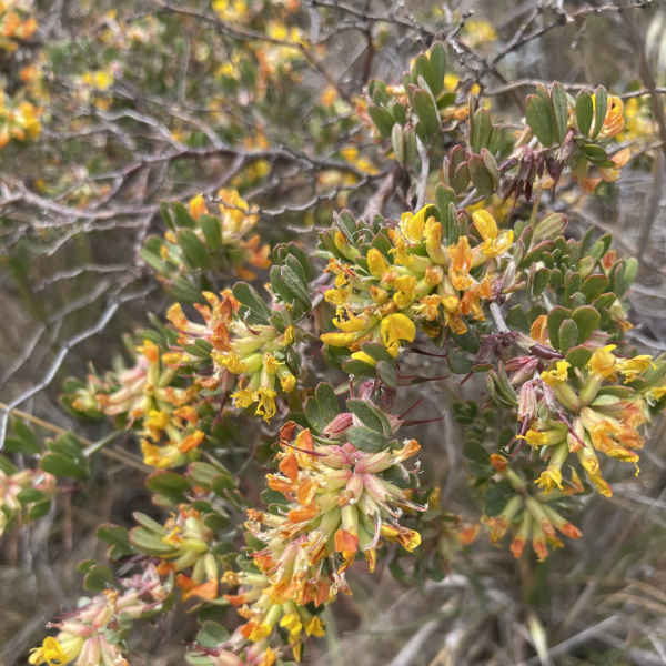 Acmispon dendroideus