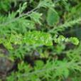 葉穗香茶菜 葉穗香茶菜