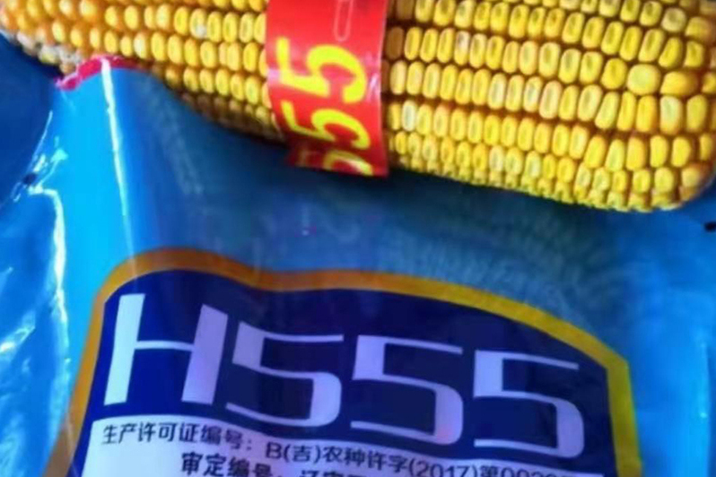 金粒精品555 金粒精品555