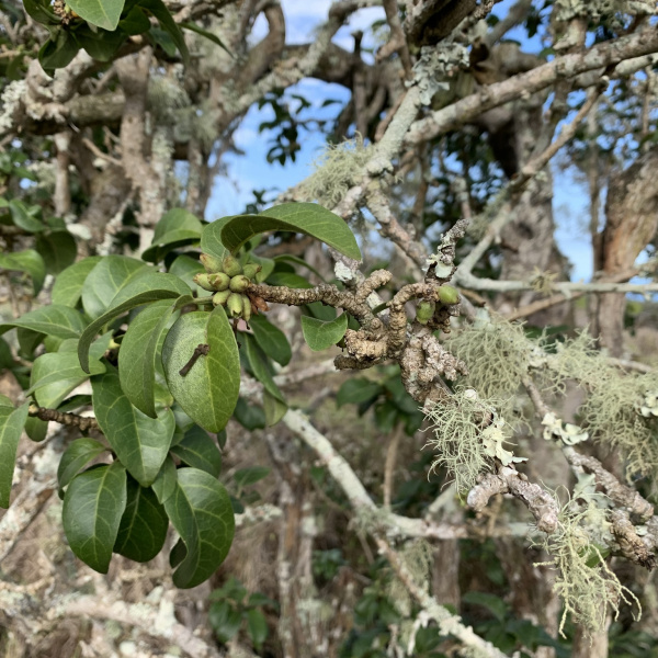 Nothocestrum breviflorum
