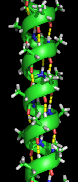 α-螺旋 黃色部分為氫鍵