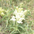 黏毛黃芩 黏毛黃芩