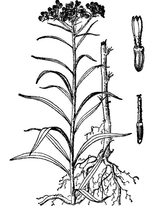 柳葉亞菊 柳葉亞菊