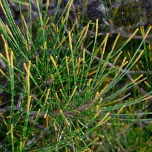 Allocasuarina thalassoscopica
