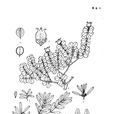 頭花黃楊 頭花黃楊