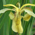 黃花鳶尾(植物)