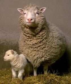 多莉和她的頭生小羊Bonnie