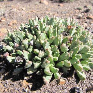 Stomatium murinum
