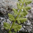 西疆岩蕨(高山岩蕨) 西疆岩蕨(高山岩蕨)