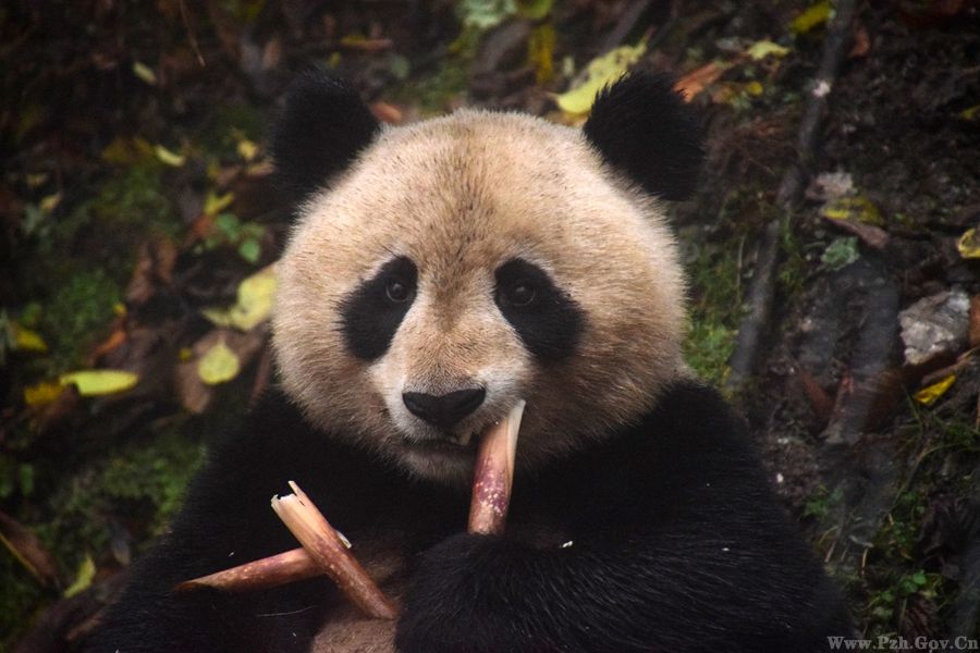 大熊貓“映雪”在適應圈舍外吃竹子