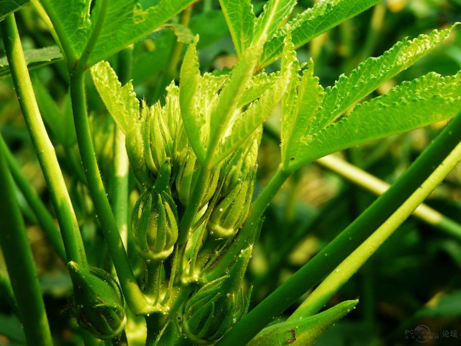 福葵1號 福葵1號