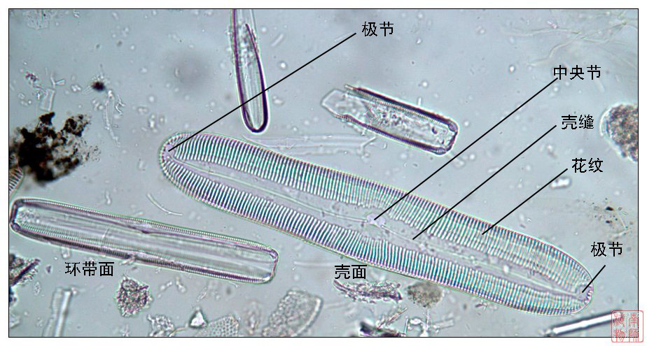 羽紋硅藻