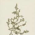 小笠原卷柏 小笠原卷柏