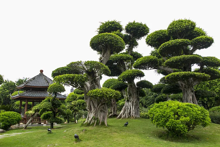 石榕樹 石榕樹
