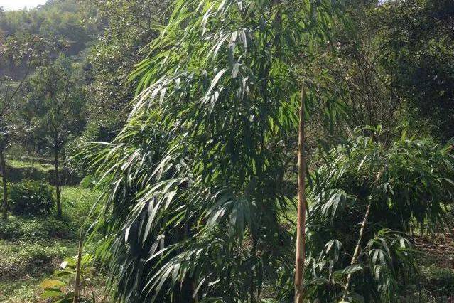 斗篷竹 斗篷竹