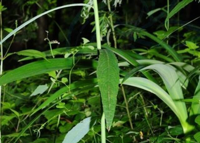 細梗紫菊 細梗紫菊