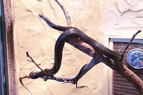 雞蛇(Cockatrice)