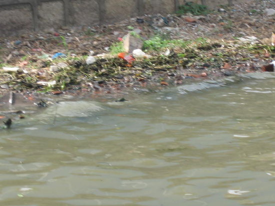 生物水污染