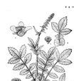 日本龍芽草 日本龍芽草