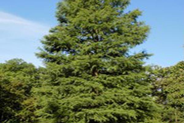 Tsuga canadensis \x27Albospica\x27 Tsuga canadensis \x27Albospica\x27
