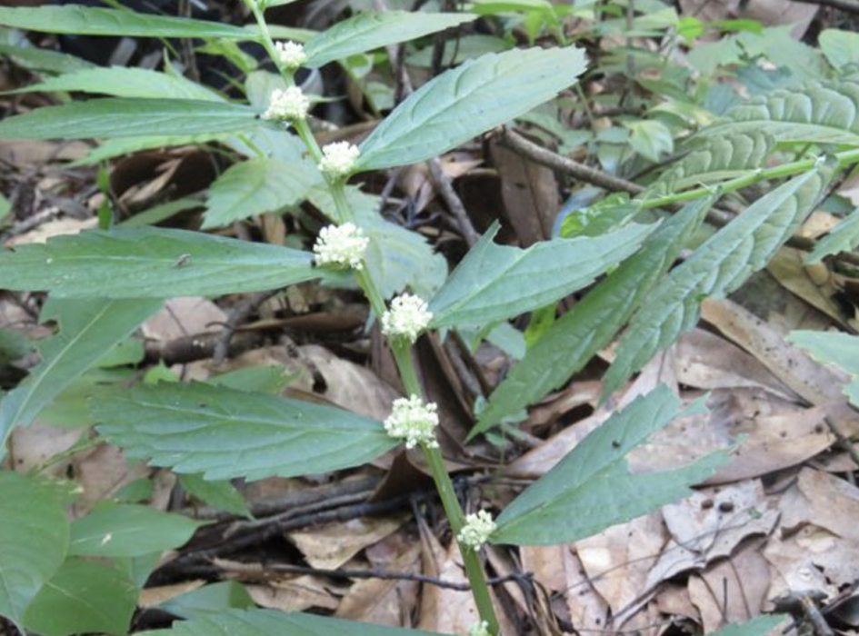 廬山樓梯草(蕁麻科樓梯草屬多年生草本植物) 廬山樓梯草(蕁麻科樓梯草屬多年生草本植物)