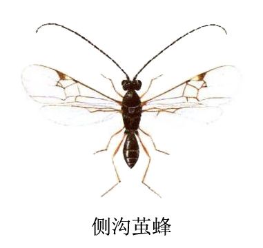 側溝繭蜂 側溝繭蜂