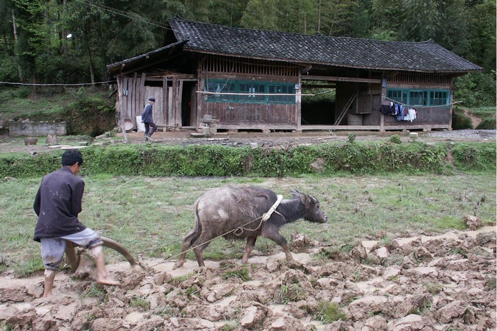 水牛李村(山東省菏澤市巨野縣柳林鎮下轄村) 水牛李村(山東省菏澤市巨野縣柳林鎮下轄村)