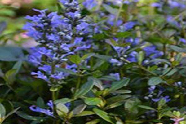 Ajuga reptans \x27Valfredda\x27 CHOCOLATE CHIP Ajuga reptans \x27Valfredda\x27 CHOCOLATE CHIP