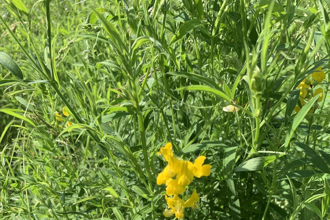 牧地山黧豆 牧地山黧豆