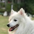 銀狐犬(日本銀狐) 銀狐犬(日本銀狐)