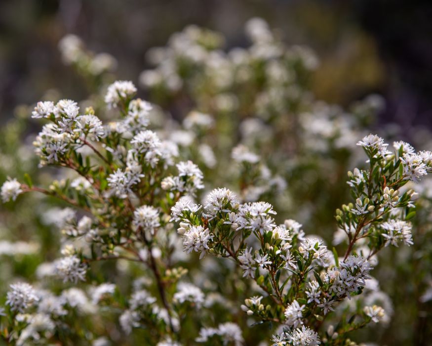 Leionema lamprophyllum