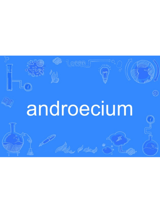 androecium androecium