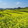 漢中油菜花節 漢中油菜花節
