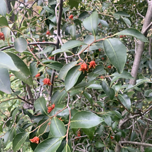 Pterocelastrus rostratus