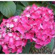 八角花 八角花