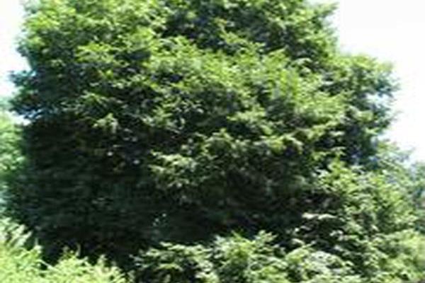 Tilia platyphyllos Tilia platyphyllos