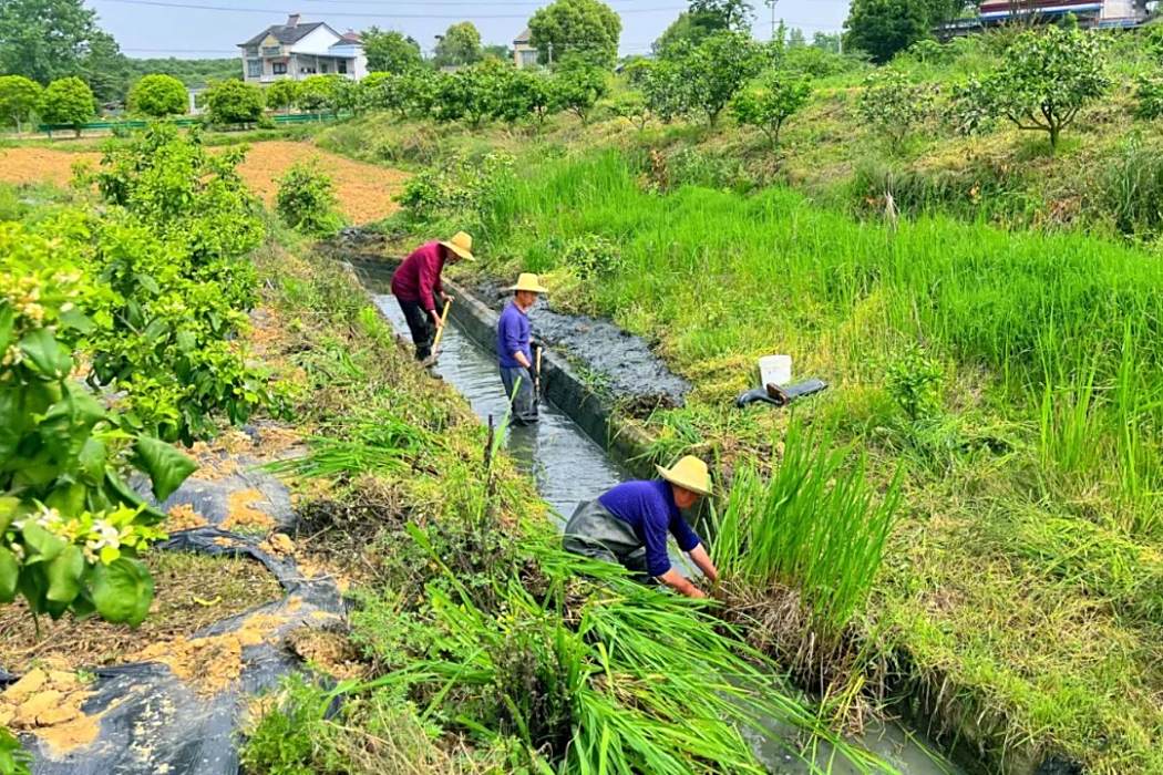 黃金村(湖北省枝江市董市鎮下轄村) 黃金村(湖北省枝江市董市鎮下轄村)