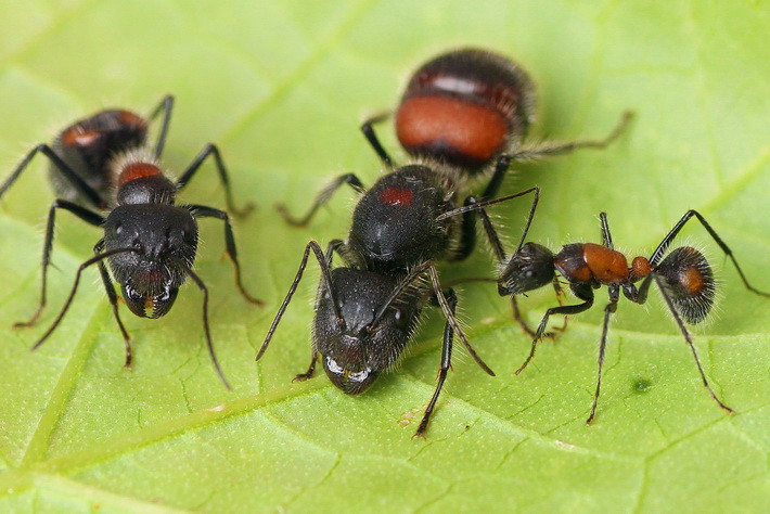 截胸弓背蟻的蟻后（中）、大型工蟻（左）和小型工蟻（右）