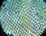 膜孔苔蟲屬(Membranipora)的苔蘚動物