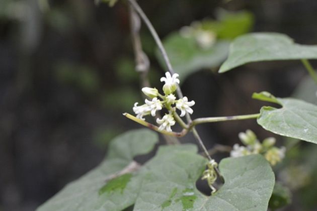 昆明杯冠藤 昆明杯冠藤
