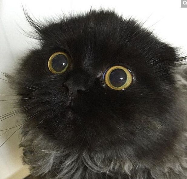 Gimo Gimo